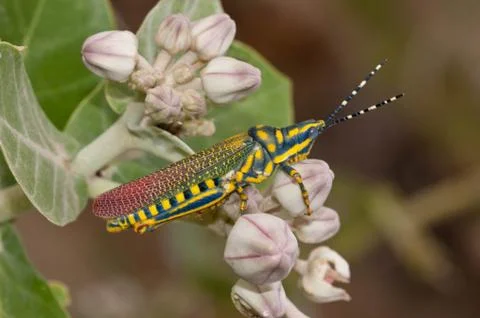 Painted Grasshopper Stock Photos