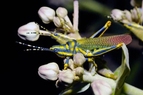Painted Grasshopper Stock Photos