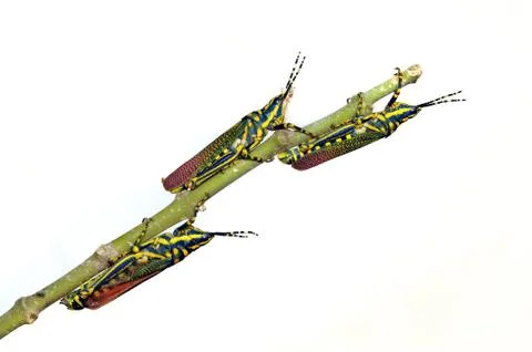 Painted Grasshoppers Stock Photos
