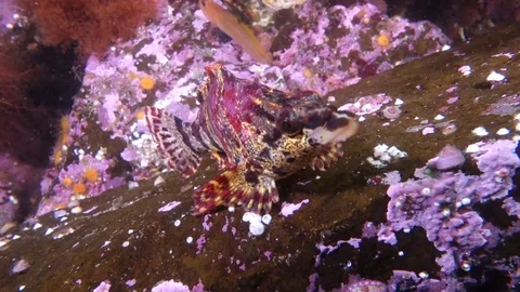 Painted greenling Stock Footage 82440842