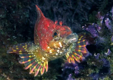 Painted greenling Stock Photos