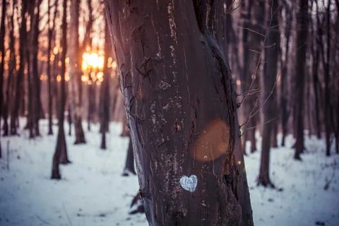 Painted a heart on a tree trunk in a winter woods. Stock Photos