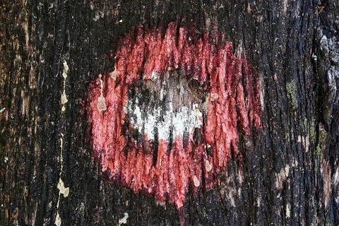 Painted hiking path mark on the tree trunk bark Stock Photos