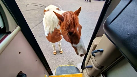 Painted Horse Looking into Open Bus Door on Pavement in Georgia Stock Footage 336680622