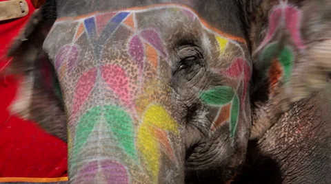 Painted Indian Elephant - Jaipur Stock Footage 42004131