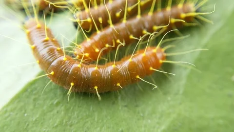 Painted jezebel caterpillar butterfly insect eat green leaves Stock Footage 321663507