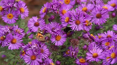 Painted Lady on Asters Stock Footage 35650646