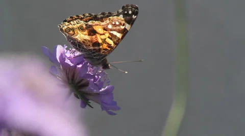 Painted Lady on bachelor's button 動画素材 35660185