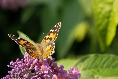 Painted lady on a Buddleja davidii Stock Photos
