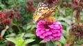 Painted Lady butterfly close up on pink zinnia flowers in botanic garden 4k 4k or 4k+ Resolution