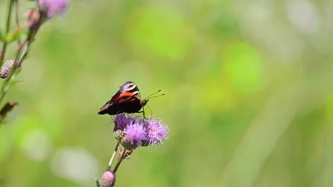 Painted Lady Butterfly collects nectar on Common thistle flower, 4k footage Stock Footage 285545458
