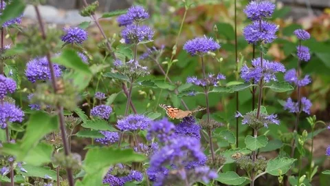 Painted lady butterfly &amp; Common bluebeard flowers Stock Footage 83373771