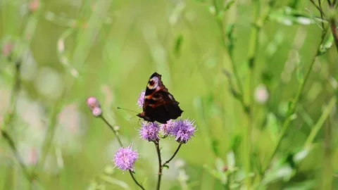 Painted Lady Butterfly on Common thistle flower, 4k footage Stock Footage 285544163