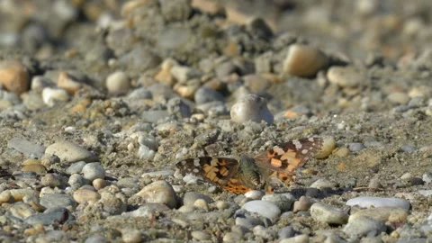 Painted Lady Butterfly with Damaged Wing Takes Flight from Pebbled Ground in 4K Stock Footage 337227993