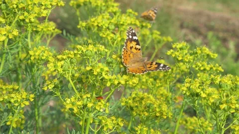 Painted lady butterfly eats nectar from the flowers of the rue. Stock-Footage 113759956