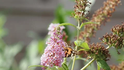 Painted lady butterfly exploring and feeding on pink buddleia. Stock Footage 345769999