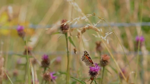 Painted Lady butterfly 库存影片 113496504