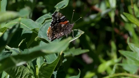 Painted Lady butterfly Stock Footage 116027809