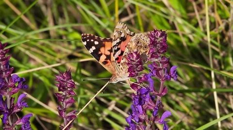 Painted Lady butterfly harvesting pollen from plant, Vanessa cardui Stock Footage 43376653