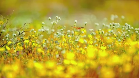 Painted lady butterfly perched on white wildflowers in bright spring meadow Stock Footage 345483775