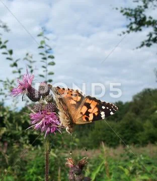 Painted lady butterfly on thistle flower Stock Photos