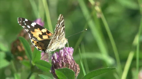 Painted Lady Stock Footage 491814