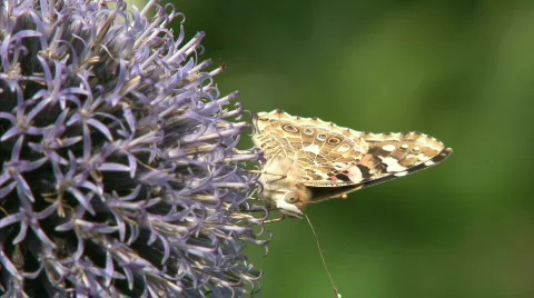 Painted Lady Stock Footage 494505