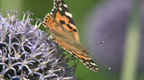 Painted Lady Stock Footage 494524