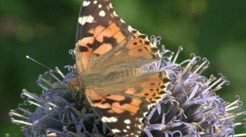 Painted Lady Stock Footage 494542