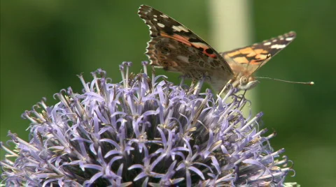 Painted Lady Stock Footage 499493
