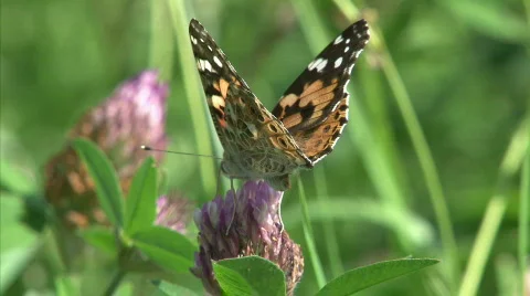 Painted Lady Stock Footage 500477