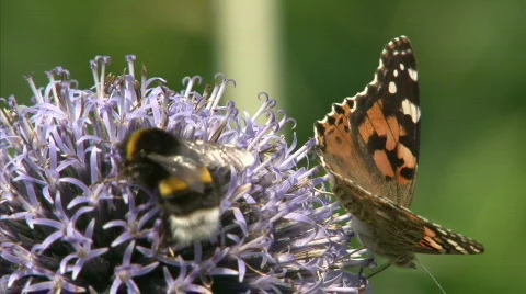 Painted Lady Stock Footage 505880
