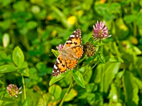 Painted lady Stock Photos