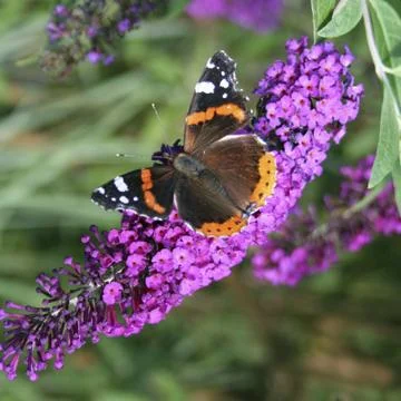 Painted Lady Stock Photos