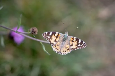 Painted lady Stock Photos