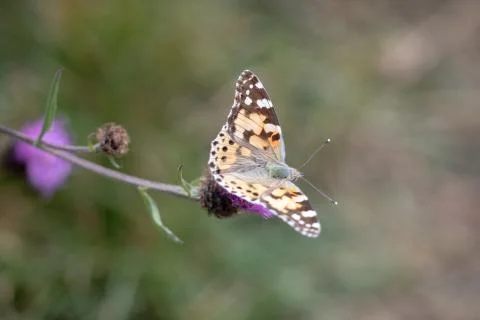Painted lady 스톡 사진