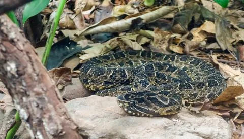 Painted Lancehead snake, or Bothrops diporus. Close up view Stock Photos