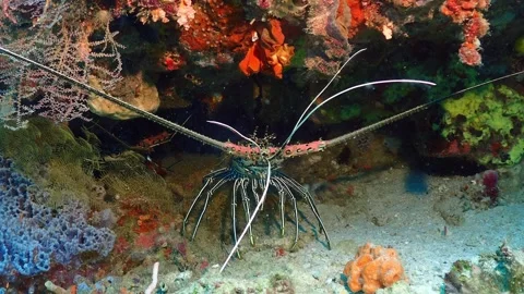 Painted lobster 4K Stock Footage 259607988