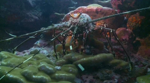 Painted lobster  sitting on corel Video stock 56681199