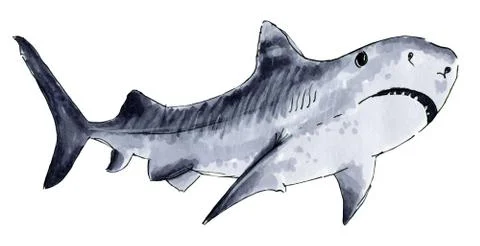 Painted markers shark on a white Stock Illustration