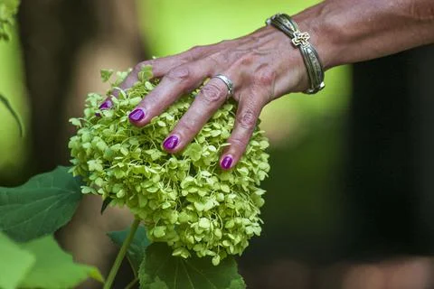 Painted nails on a plant Stock Photos
