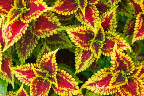 Painted Nettle background Stock Photos