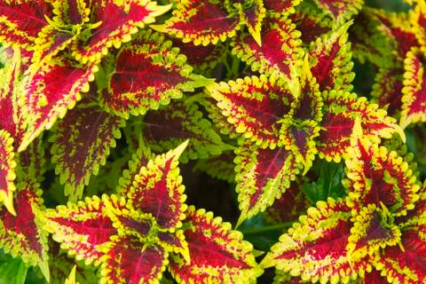 Painted Nettle background Stock Photos
