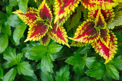 Painted Nettle background Stock Photos