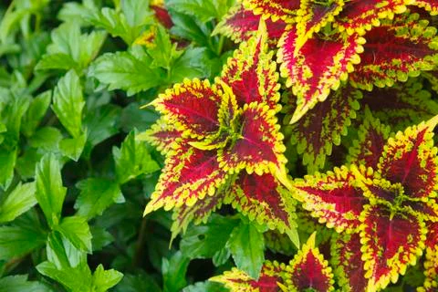 Painted Nettle background Stock Photos