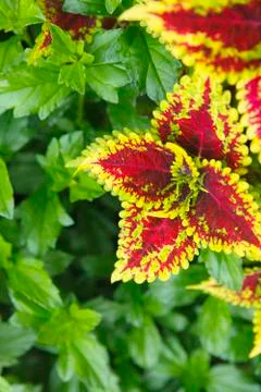 Painted Nettle background Foto stock