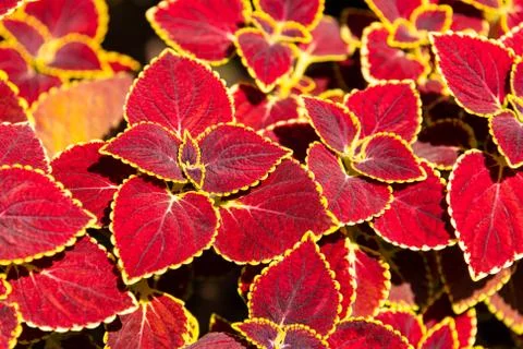 Painted Nettle - Coleus Stock Photos