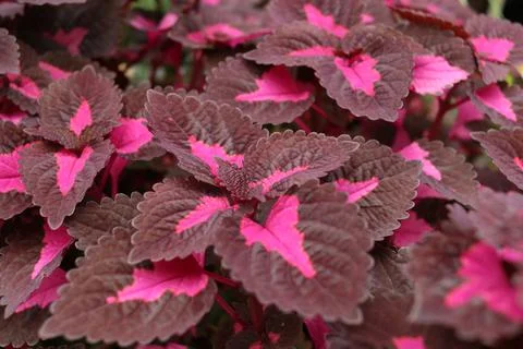 Painted Nettle leaves. Stock Photos