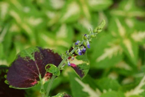 Painted nettle Stock Photos