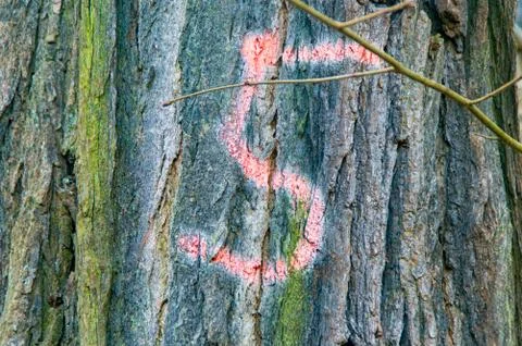 Painted number in the bark of a tree Stock Photos